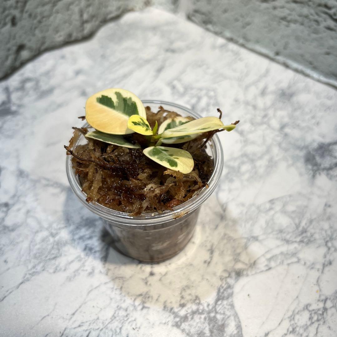 パンダガジュマル　斑入り　枝挿し　発根済み