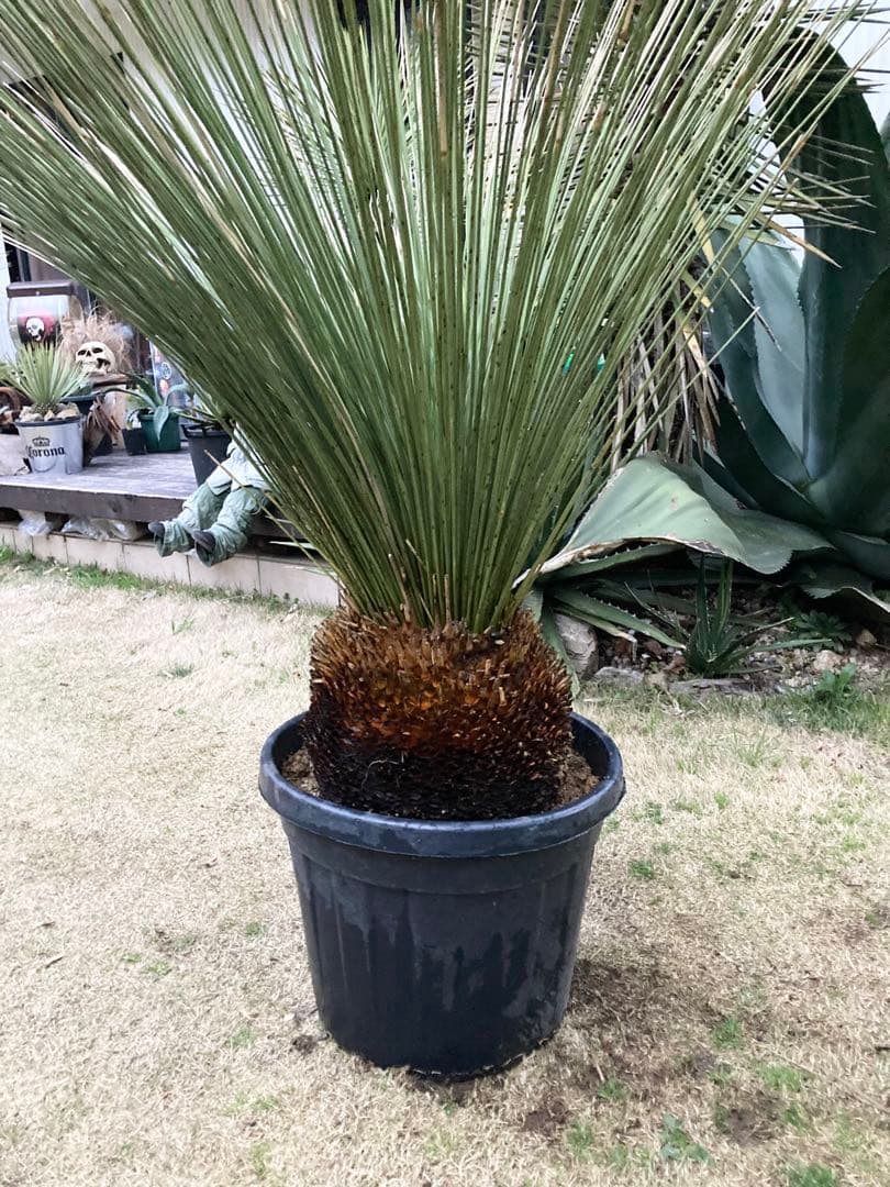 極耐寒性ダシリリオン　ロンギシマム大株◇ドライガーデン南国アガベ ユッカ　ヤシ