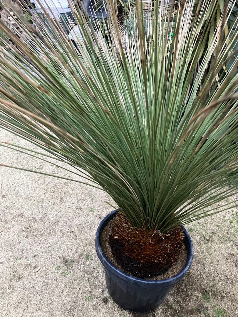 極耐寒性ダシリリオン　ロンギシマム大株◇ドライガーデン南国アガベ ユッカ　ヤシ