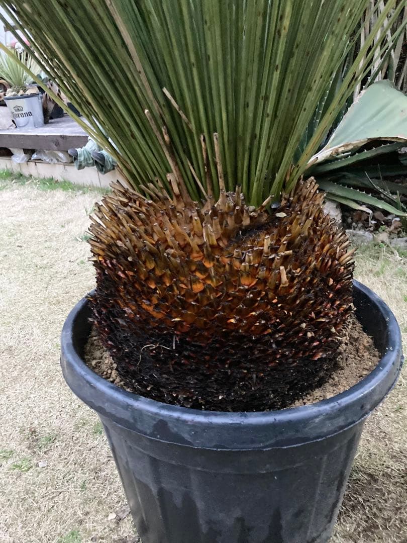 極耐寒性ダシリリオン　ロンギシマム大株◇ドライガーデン南国アガベ ユッカ　ヤシ