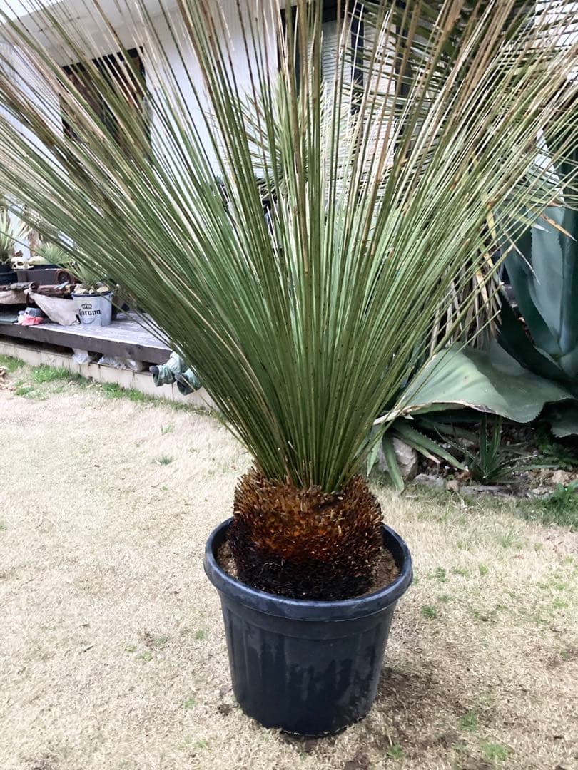 極耐寒性ダシリリオン　ロンギシマム大株◇ドライガーデン南国アガベ ユッカ　ヤシ