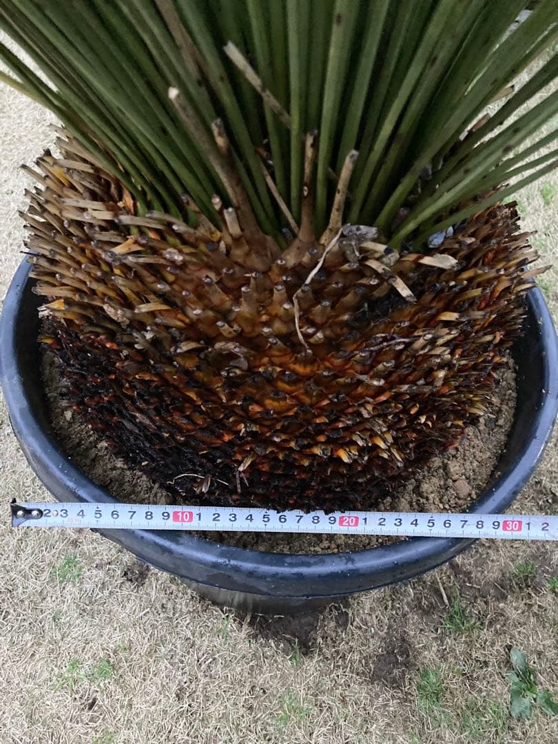 極耐寒性ダシリリオン　ロンギシマム大株◇ドライガーデン南国アガベ ユッカ　ヤシ