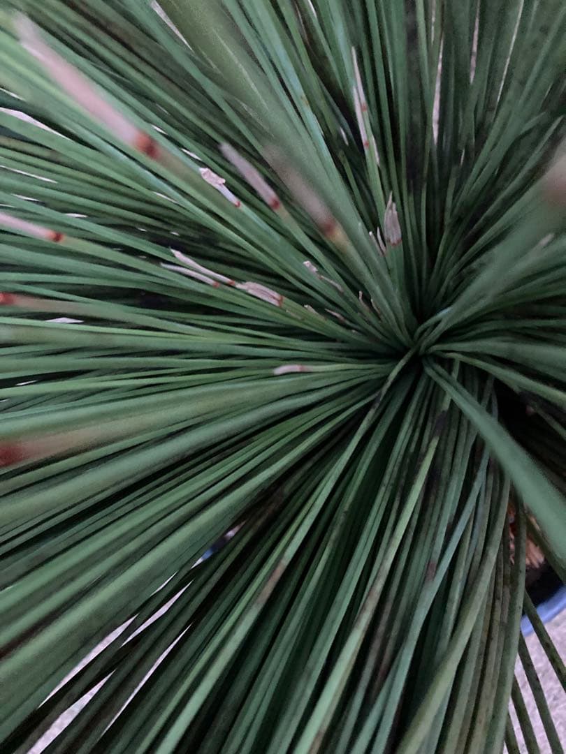 極耐寒性ダシリリオン　ロンギシマム大株◇ドライガーデン南国アガベ ユッカ　ヤシ