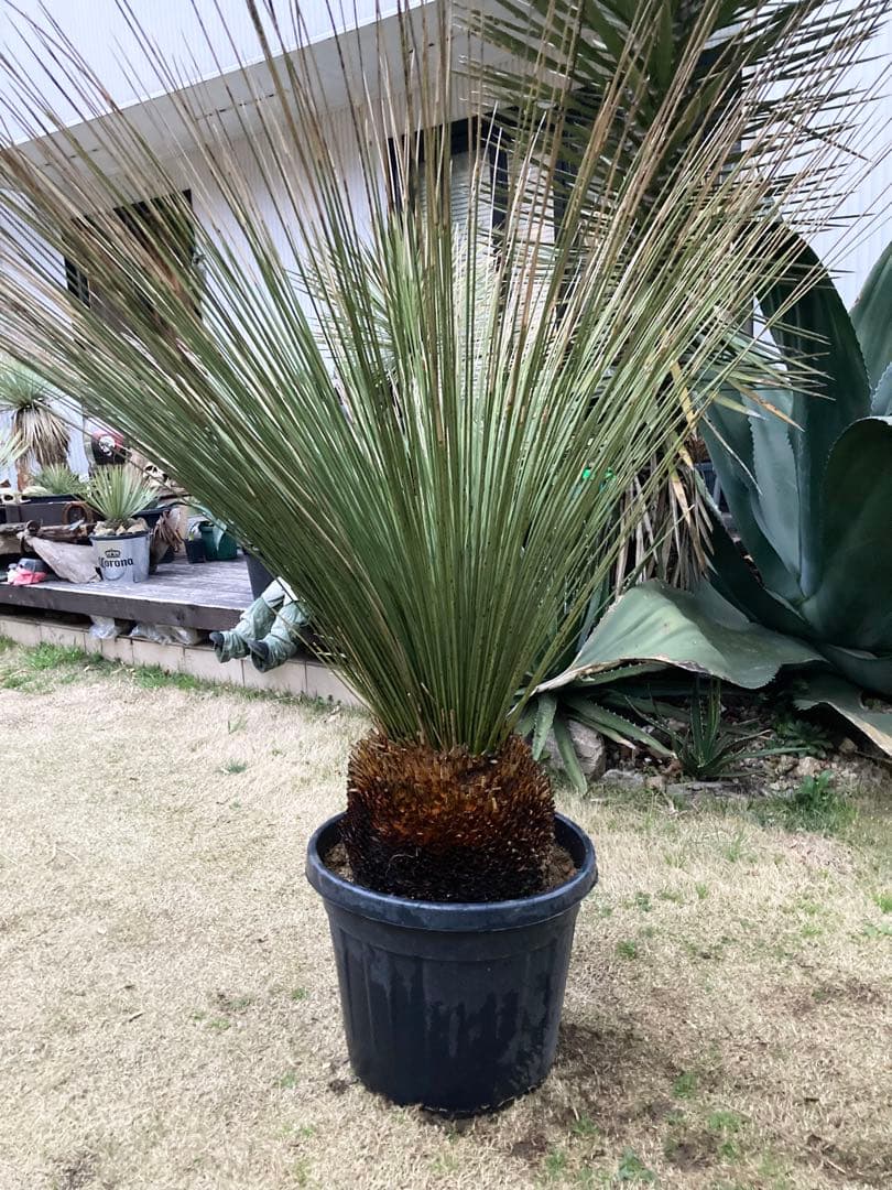 極耐寒性ダシリリオン　ロンギシマム大株◇ドライガーデン南国アガベ ユッカ　ヤシ