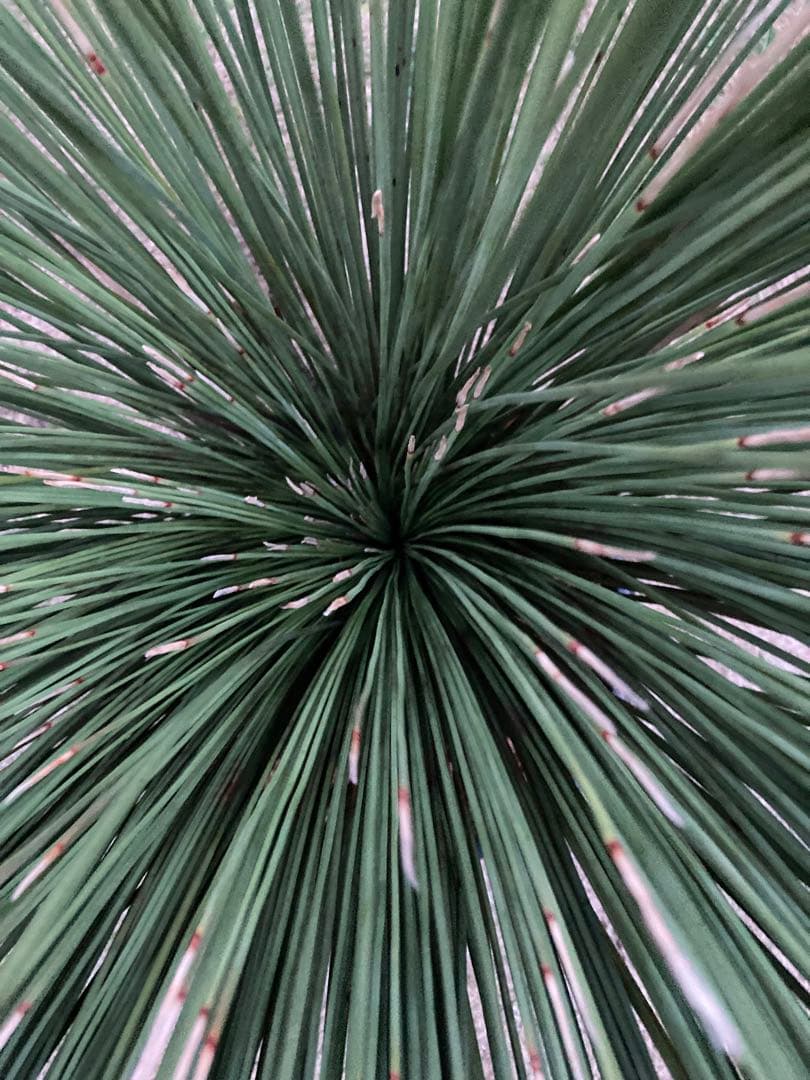 極耐寒性ダシリリオン　ロンギシマム大株◇ドライガーデン南国アガベ ユッカ　ヤシ