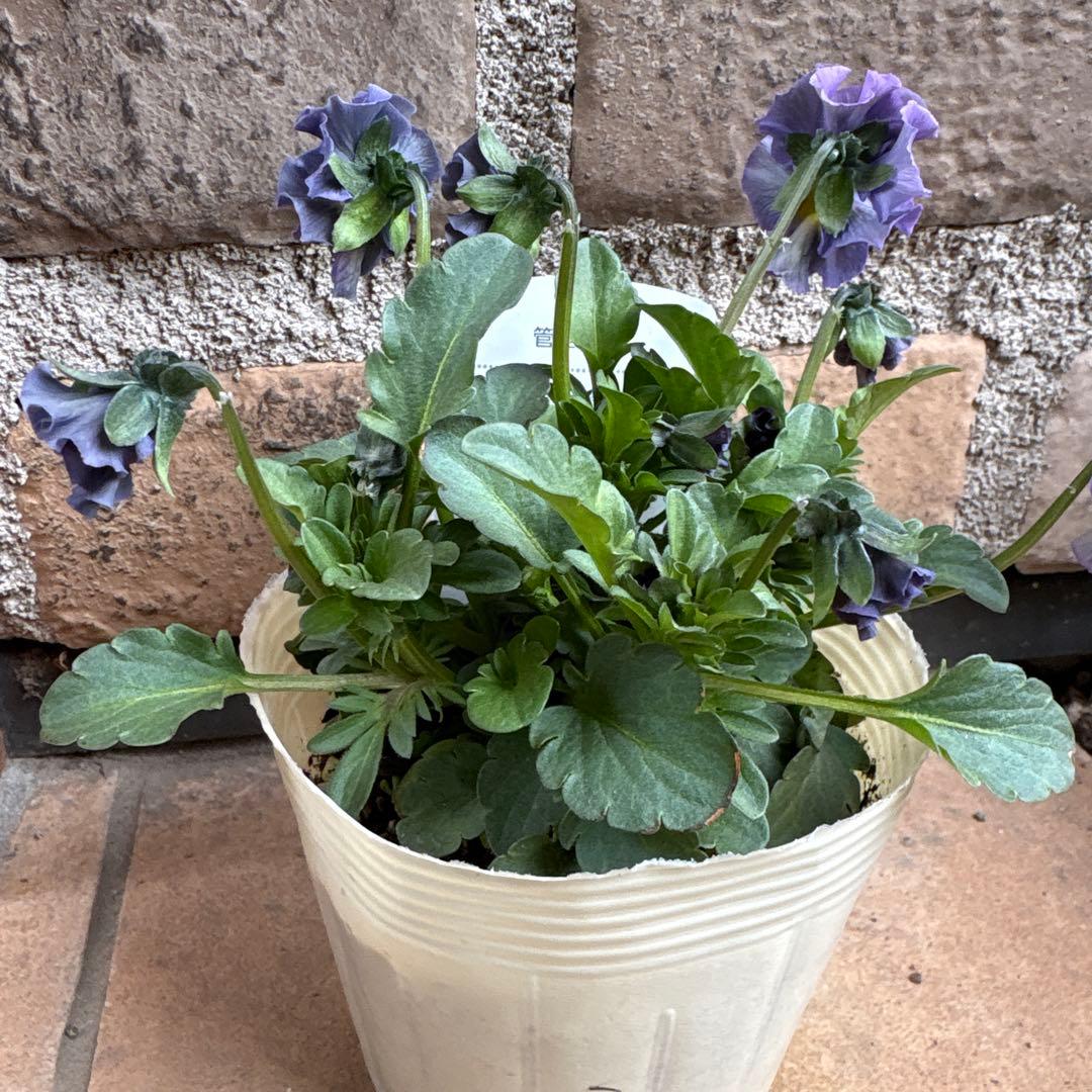 べっぴんさん・オールドルーキー