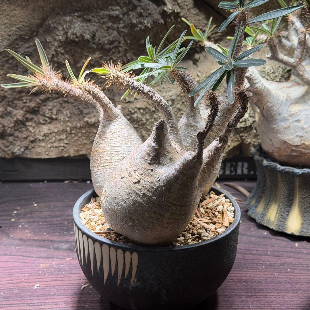 gixxer　【鉢ごと発送】3頭　パキポディウム・グラキリス発根済み