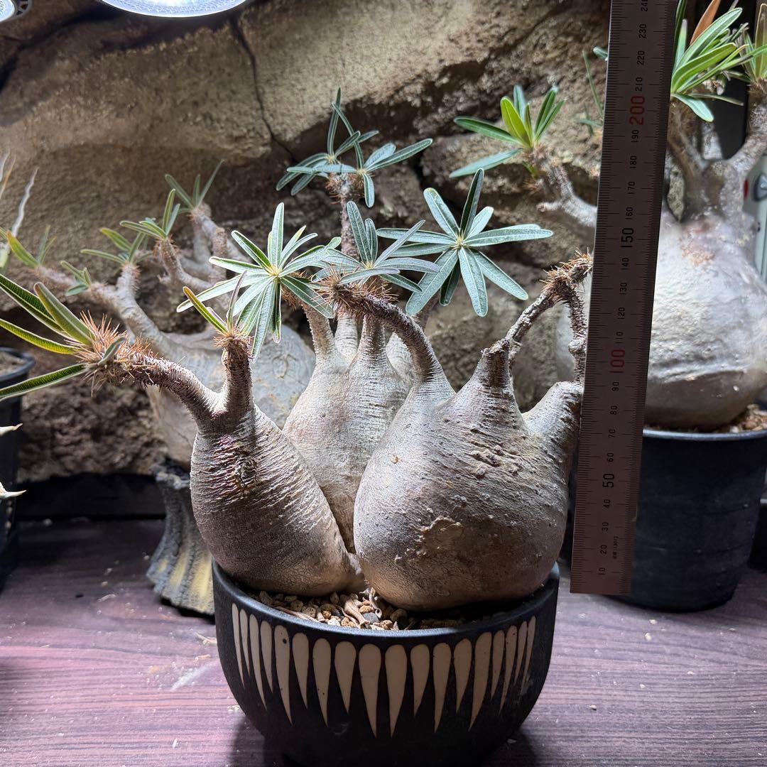 gixxer　【鉢ごと発送】3頭　パキポディウム・グラキリス発根済み