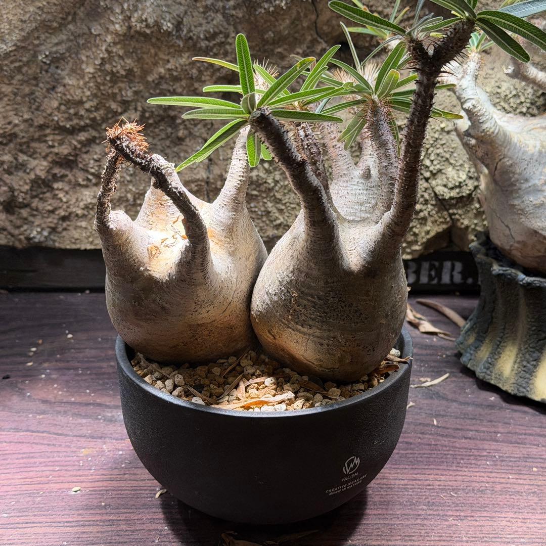 gixxer　【鉢ごと発送】3頭　パキポディウム・グラキリス発根済み