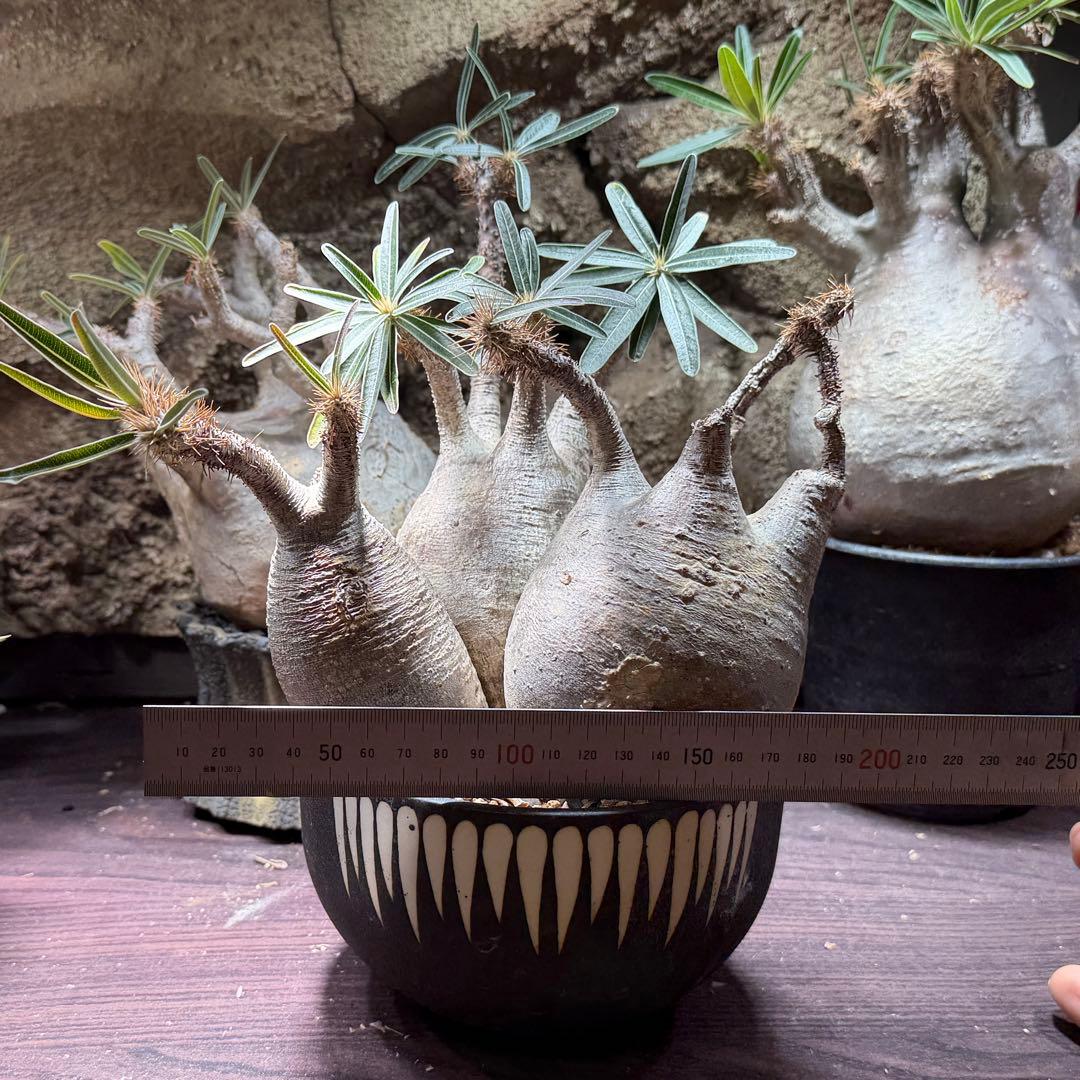 gixxer　【鉢ごと発送】3頭　パキポディウム・グラキリス発根済み