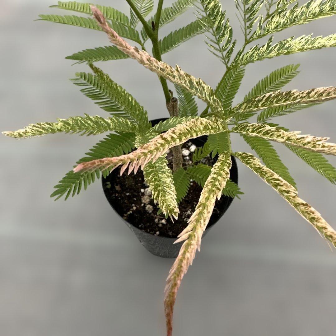 エバーフレッシュ斑入り - メルカリ