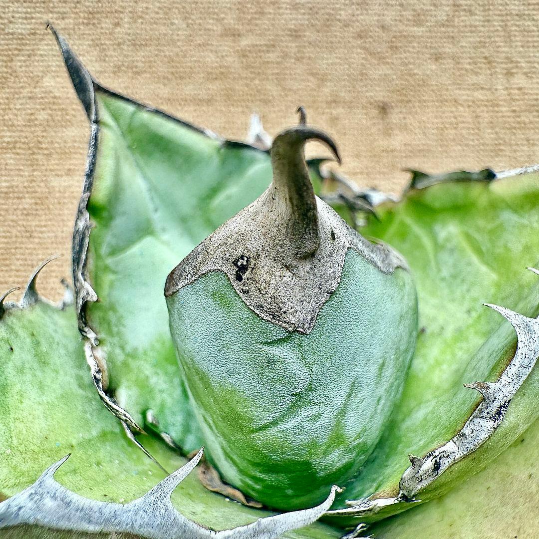 ア*ト様 【ZZ_plants】H42アガベ チタノタ フカ 極上強棘 狂棘 台