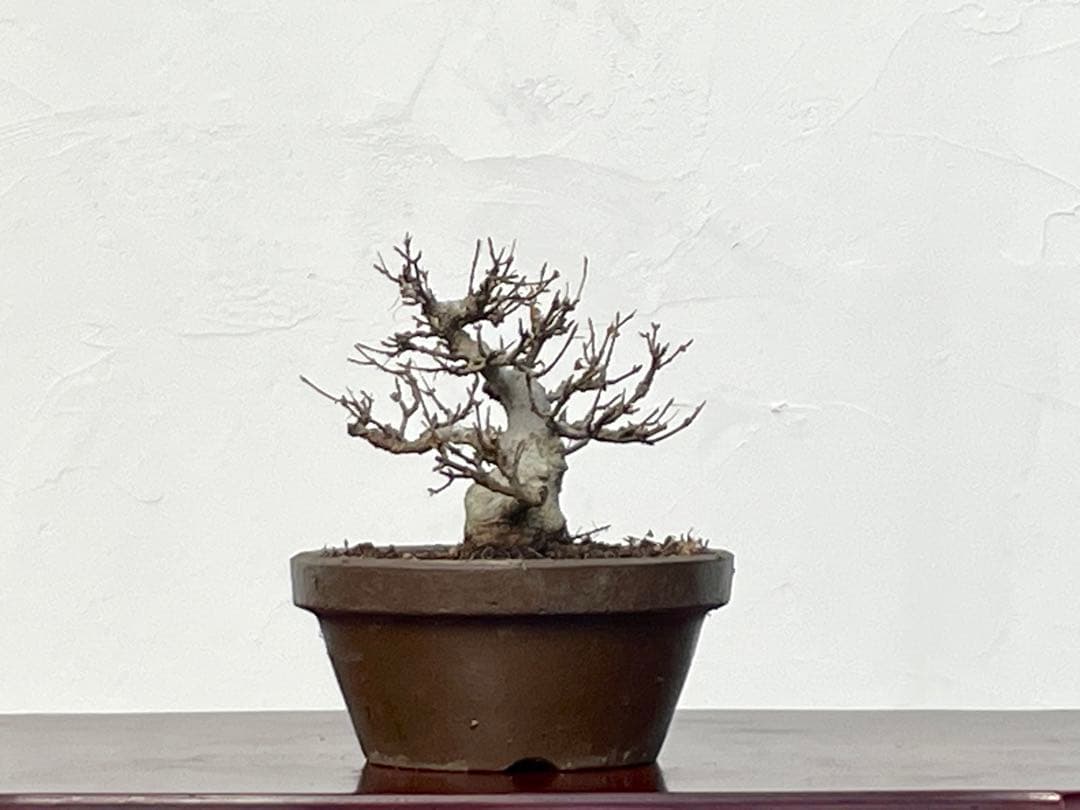 三河盆栽　カエデ　楓　小品素材　小品盆栽　変わり木