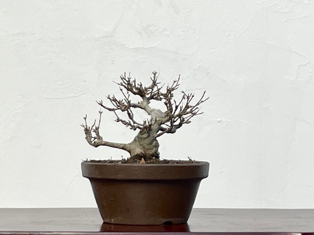 三河盆栽　カエデ　楓　小品素材　小品盆栽　変わり木