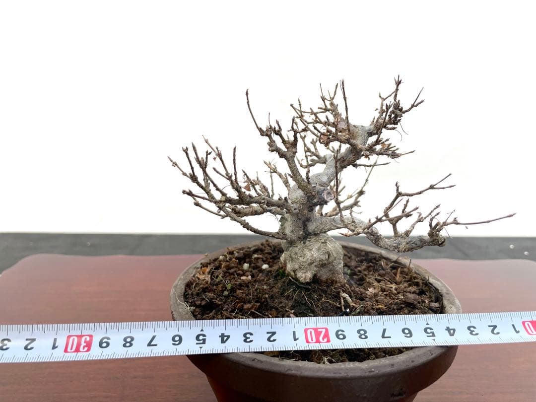 三河盆栽　カエデ　楓　小品素材　小品盆栽　変わり木