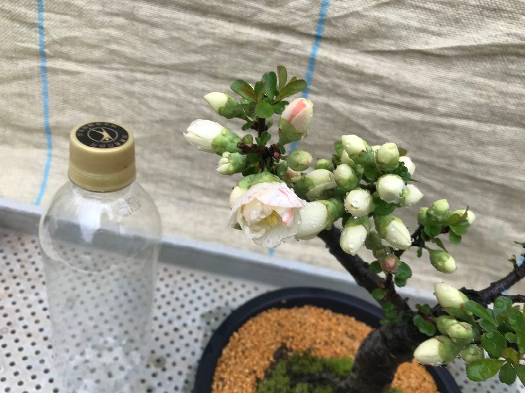 木瓜(ボケ)・放春花 春の泉 6寸(咲分け保証品)① - メルカリ