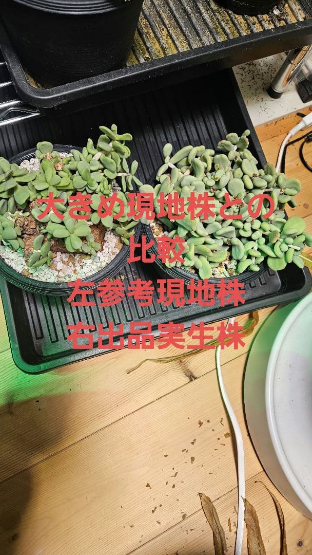 ケラリアピグマエア 実生5年 親株 雌株 - メルカリ