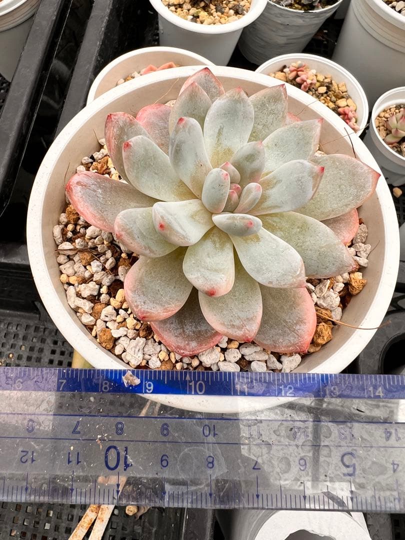 多肉植物　モンロー錦　抜き苗　訳あり