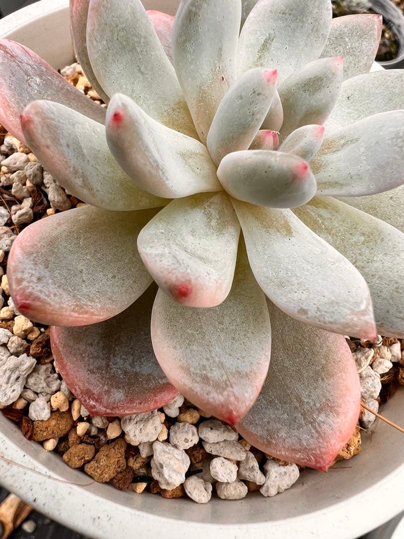 多肉植物　モンロー錦　抜き苗　訳あり