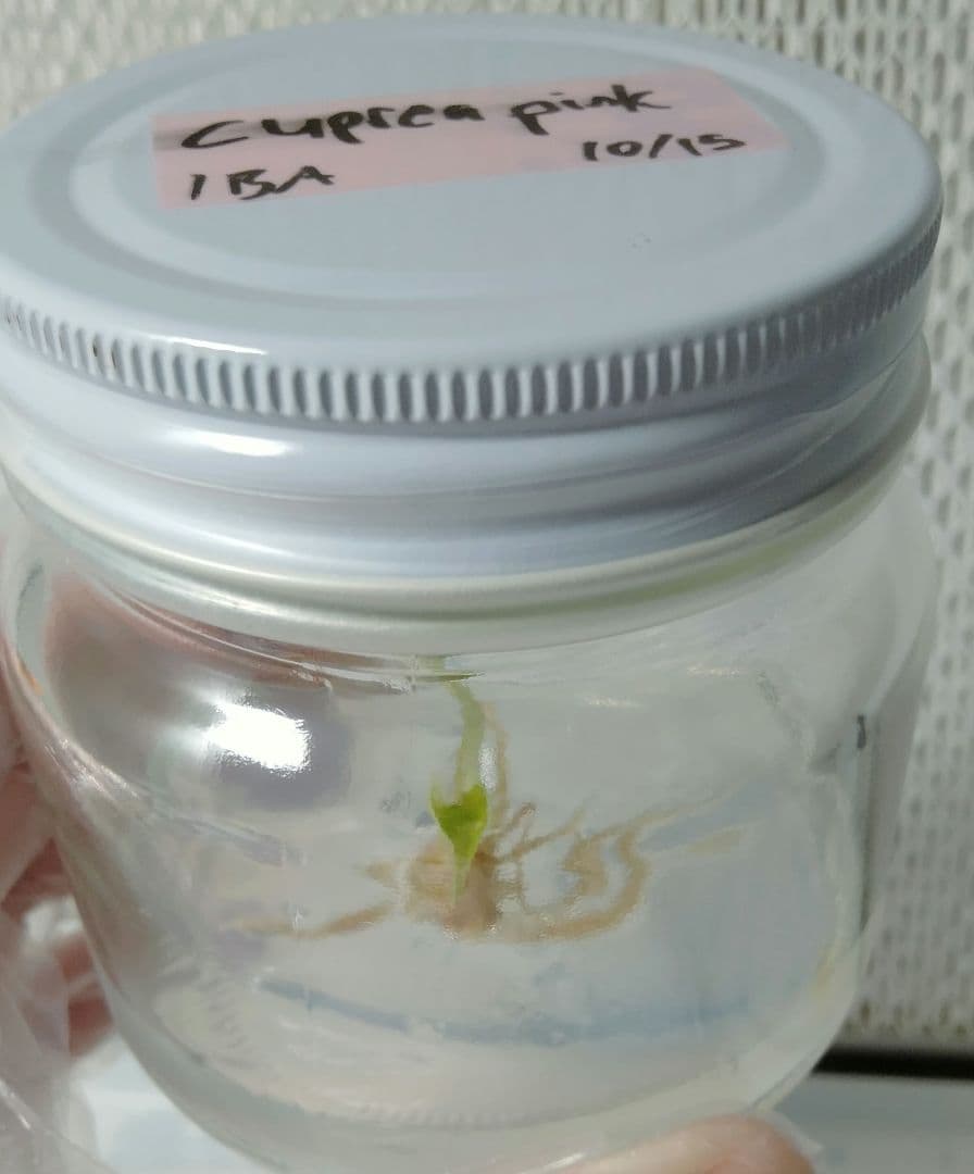 アロカシア クプレア 斑入り ピンク