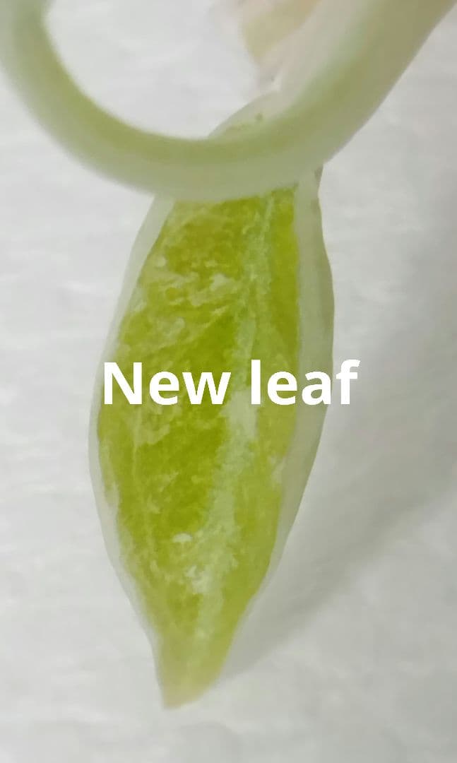 アロカシア クプレア 斑入り ピンク