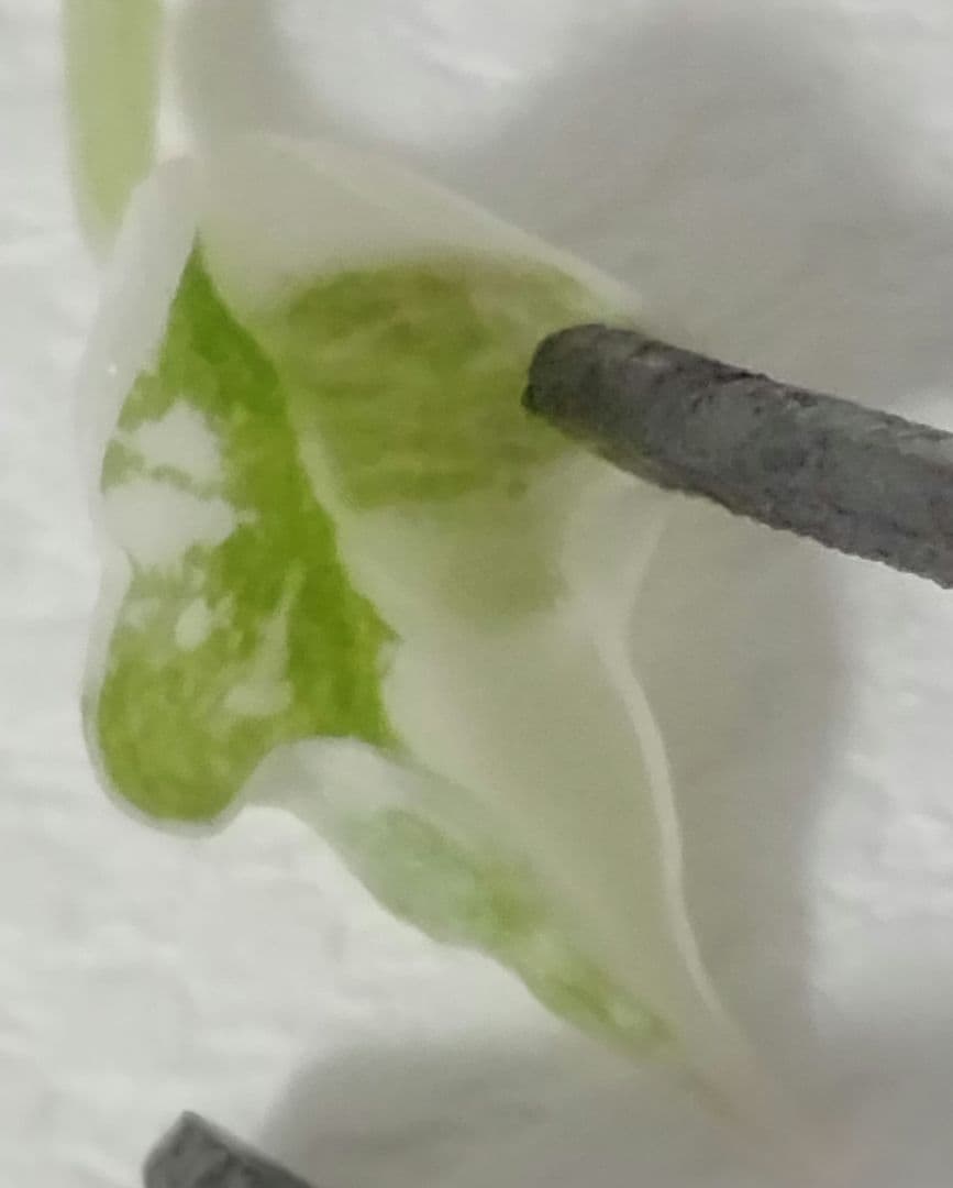 アロカシア クプレア 斑入り ピンク