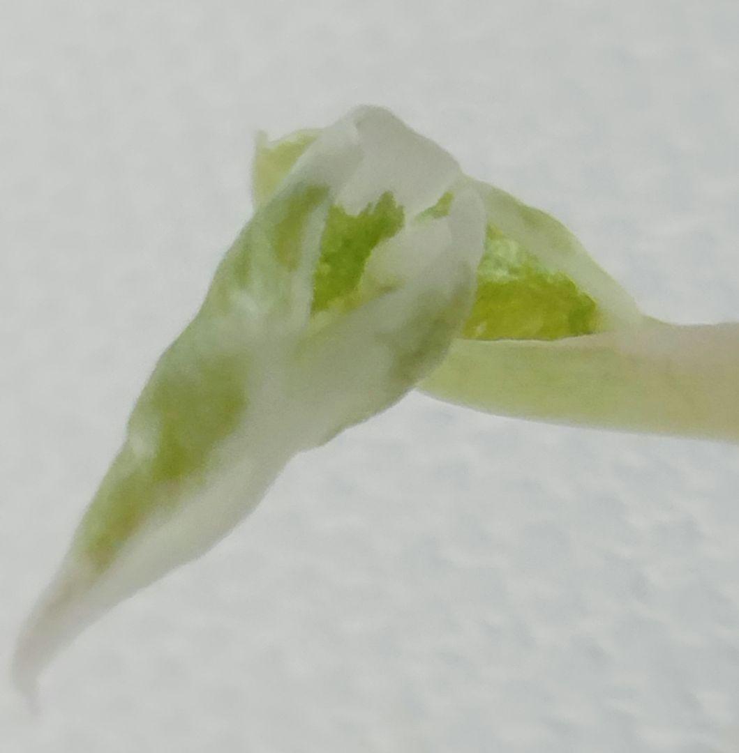 アロカシア クプレア 斑入り ピンク