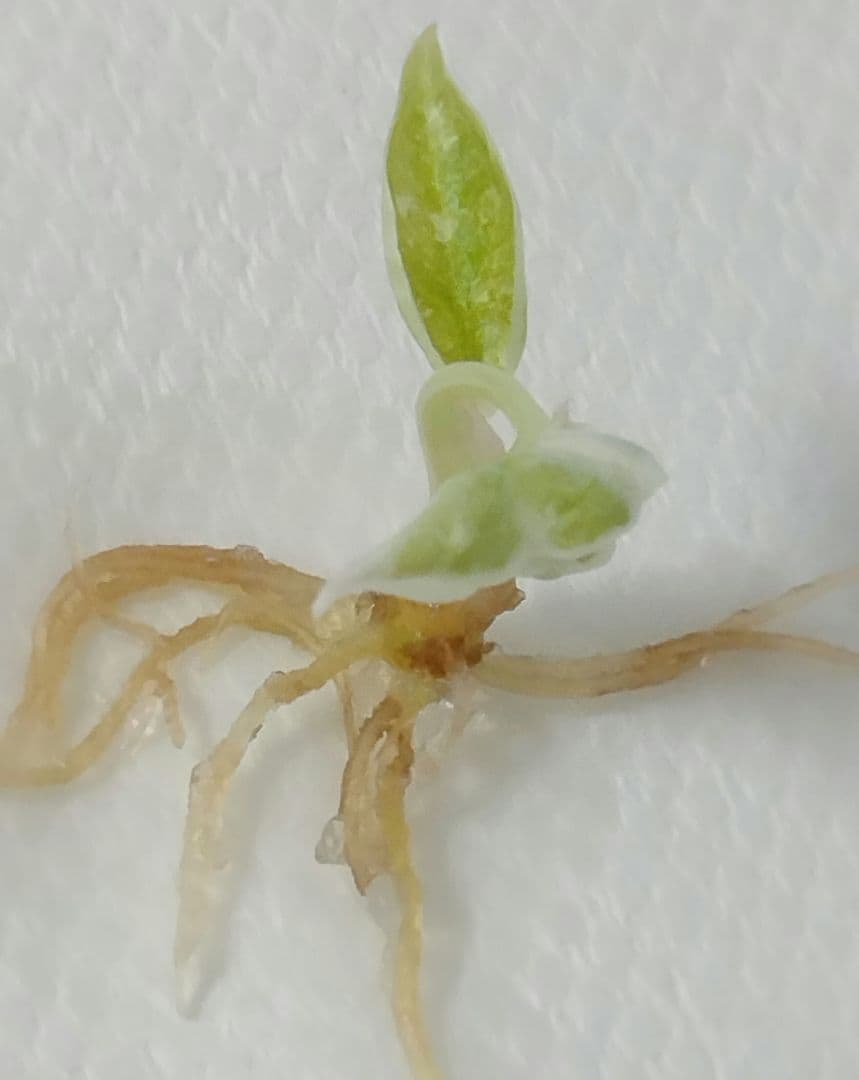 アロカシア クプレア 斑入り ピンク