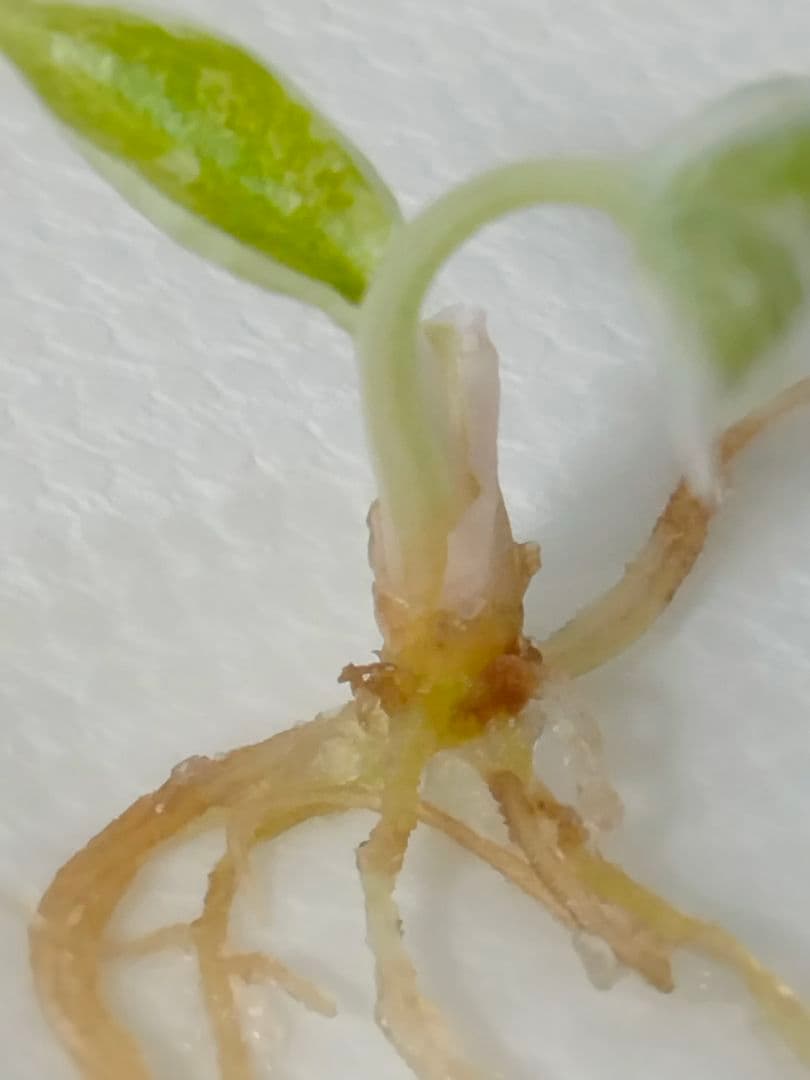 アロカシア クプレア 斑入り ピンク