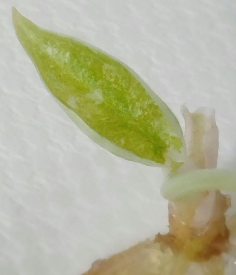 アロカシア クプレア 斑入り ピンク