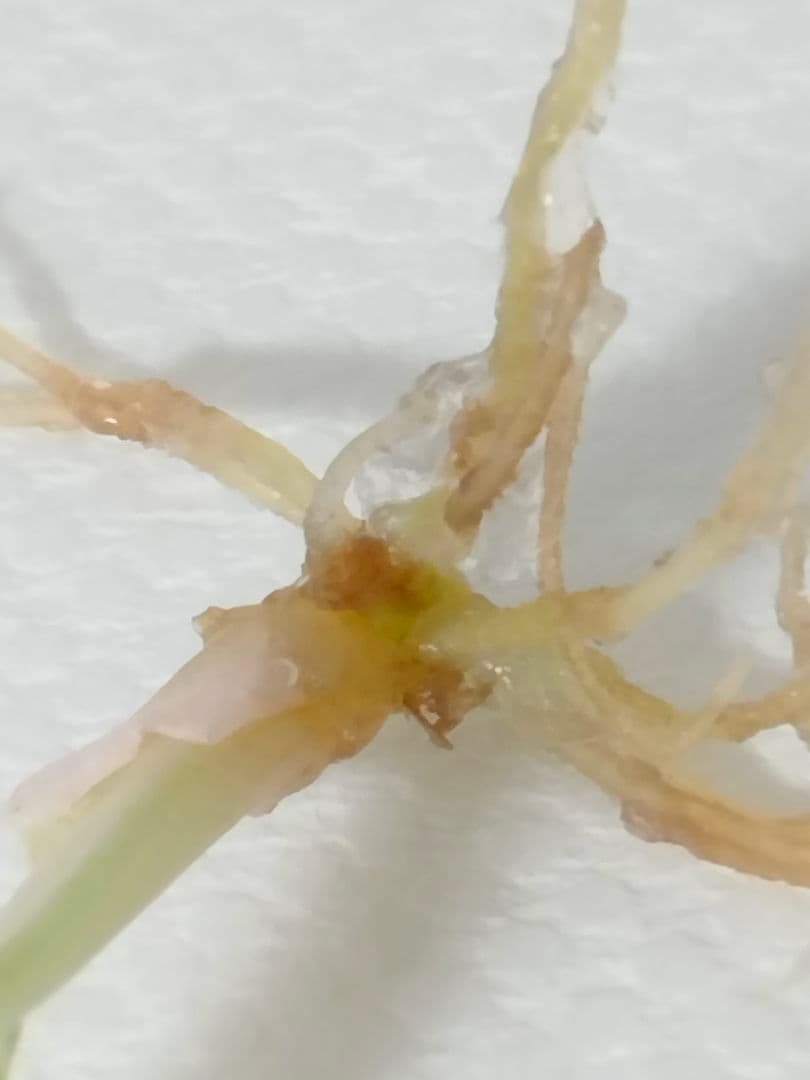 アロカシア クプレア 斑入り ピンク