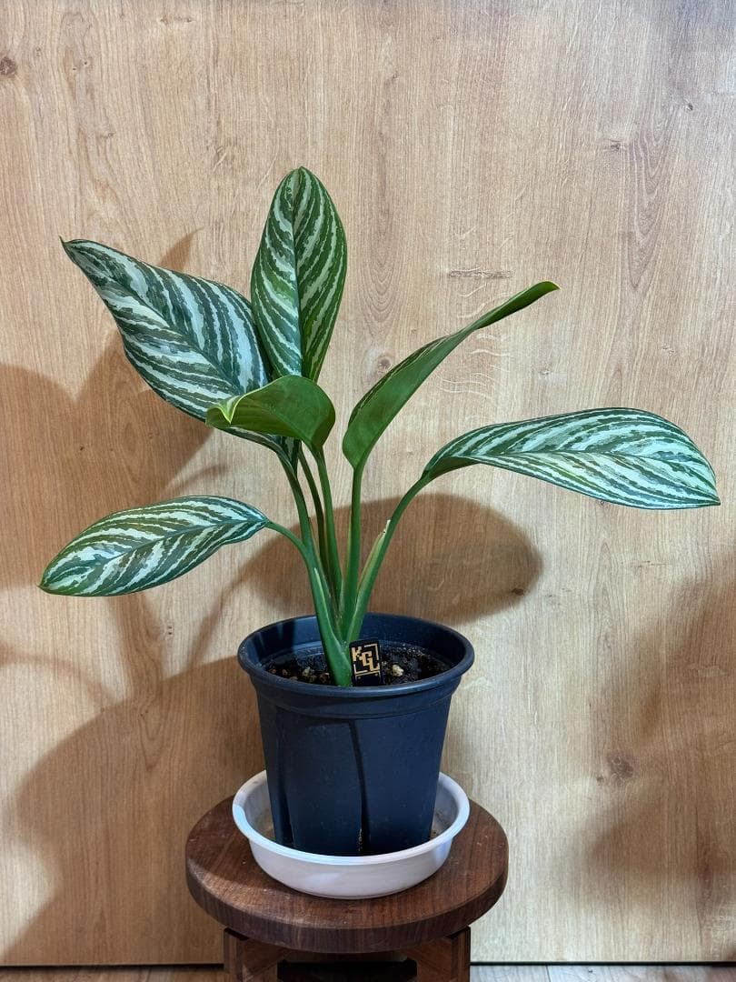 アグラオネマ 二ティドゥーム カーティシー 管理番号0033