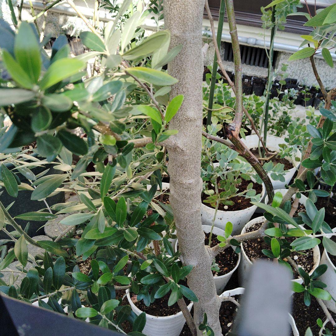 現品、オリーブの木※ネバディロ・ブランコ　お引き取り可能です！