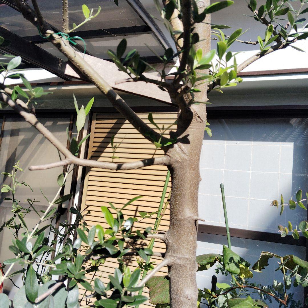 現品、オリーブの木※ネバディロ・ブランコ　お引き取り可能です！