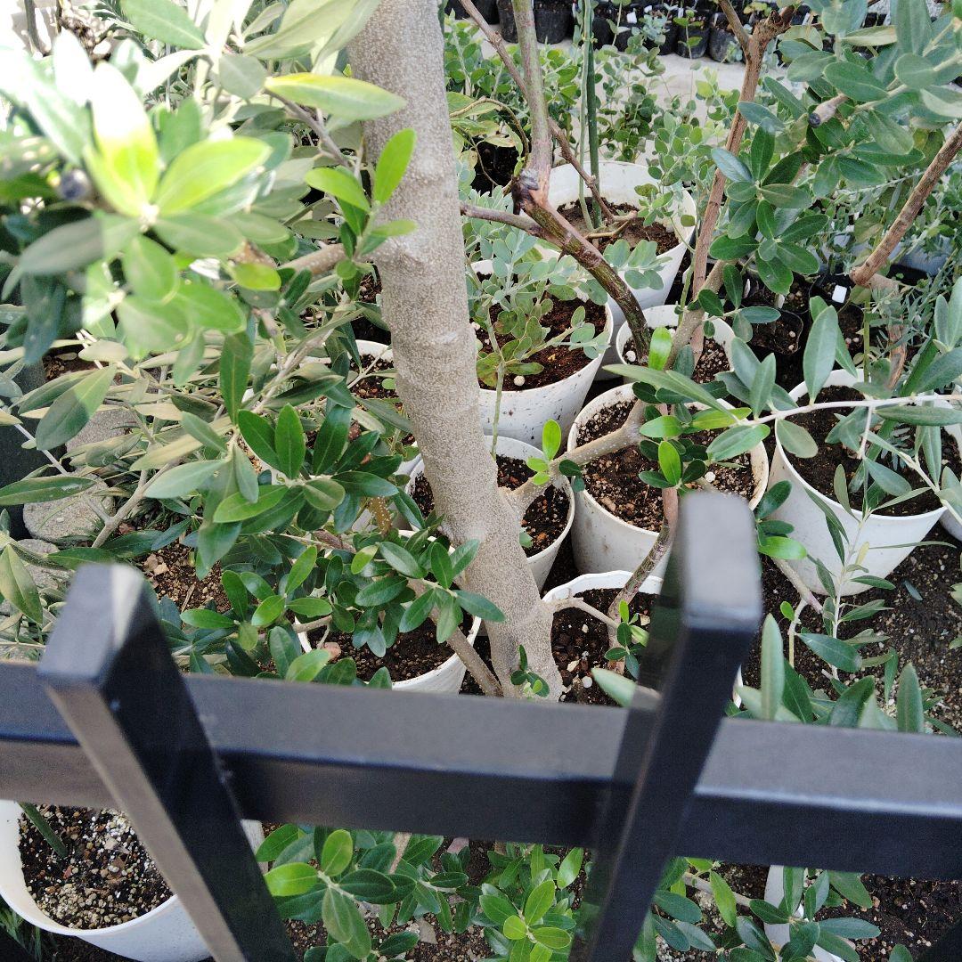 現品、オリーブの木※ネバディロ・ブランコ　お引き取り可能です！