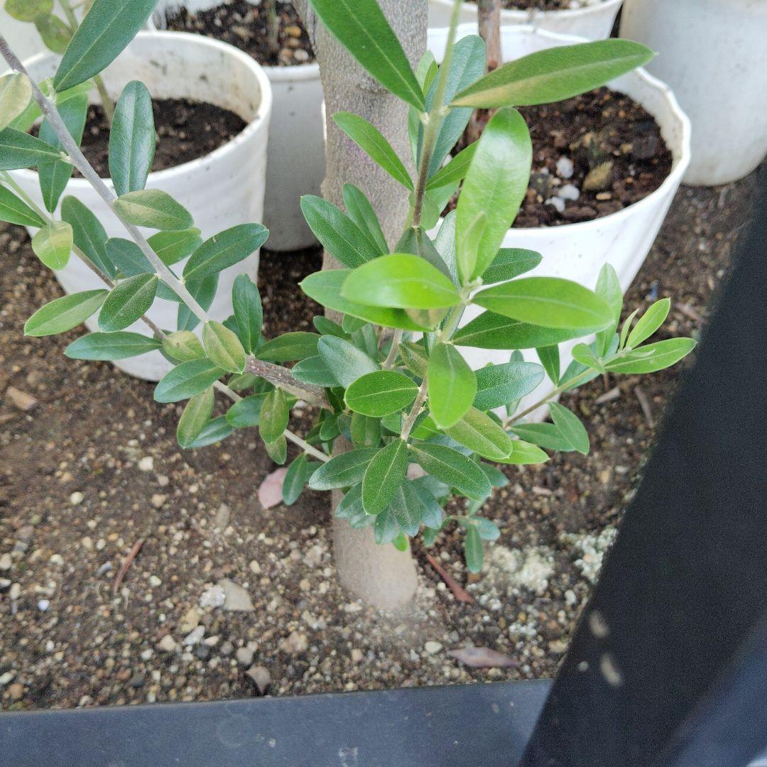 現品、オリーブの木※ネバディロ・ブランコ　お引き取り可能です！