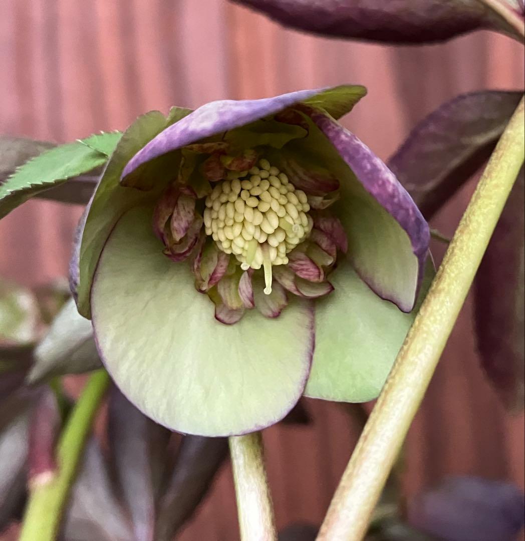 クリスマスローズ 開花株 グレープ sd 小輪 カップ 充実株 ポット発送