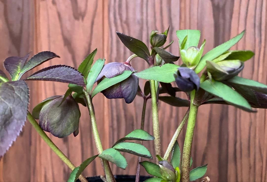 クリスマスローズ 開花株 グレープ sd 小輪 カップ 充実株 ポット発送