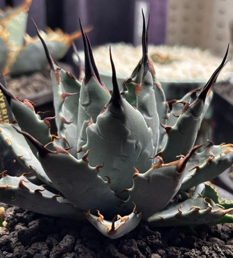 アガベ ハイブリッド カクタスグリーン ネバデンシス×BB 天芽