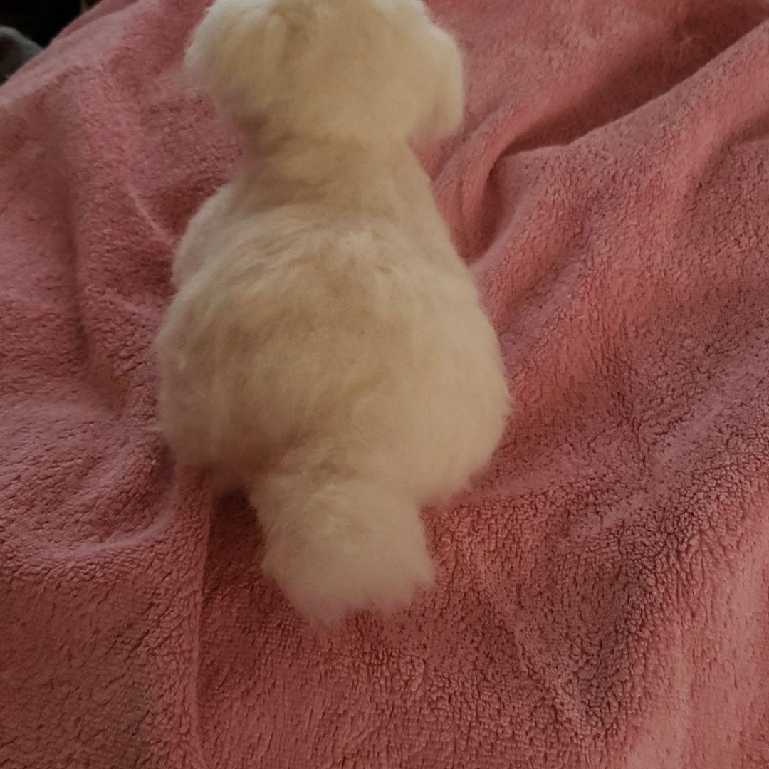 いちご様　羊毛フェルト