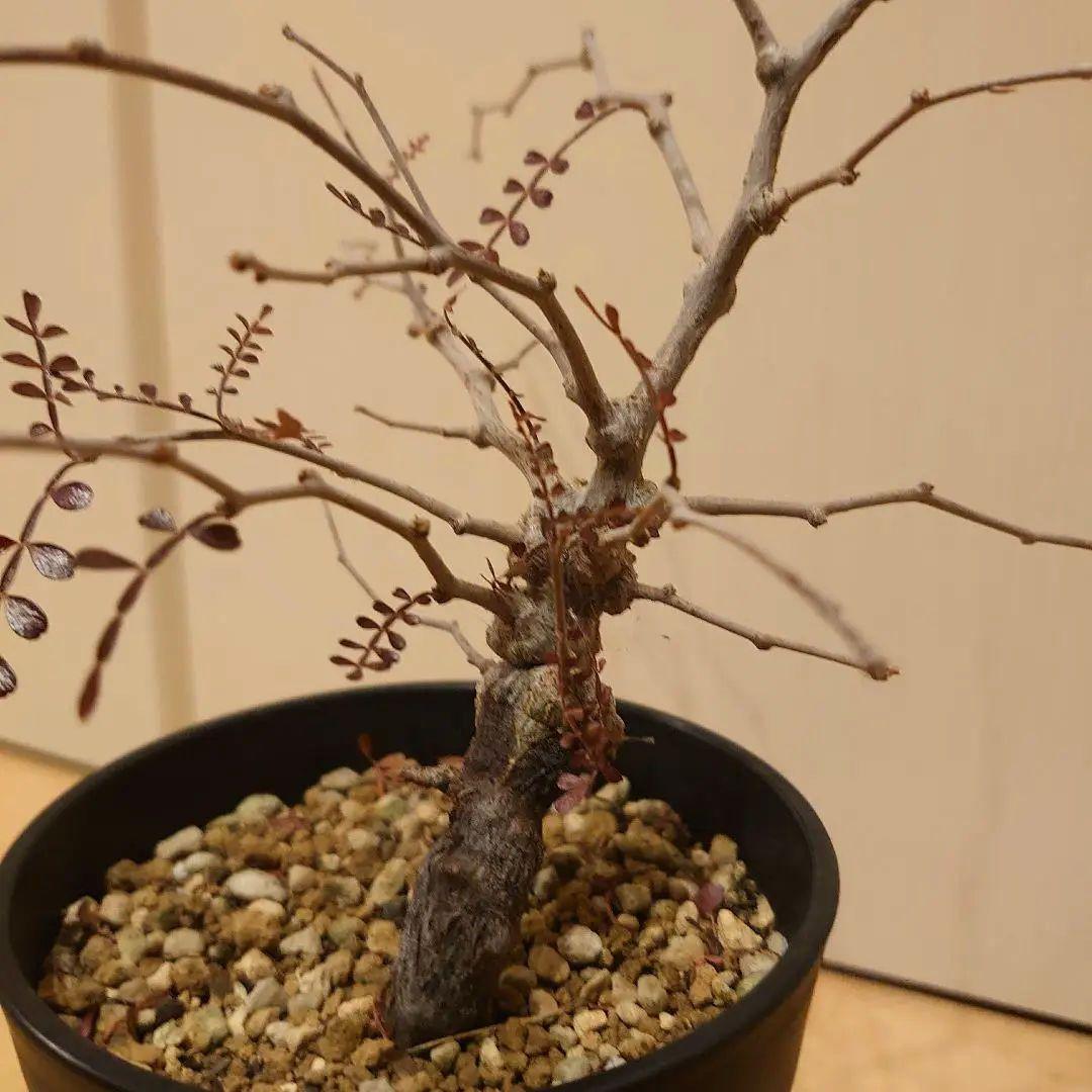 オペルクリカリア　パキプス　根ざし5年