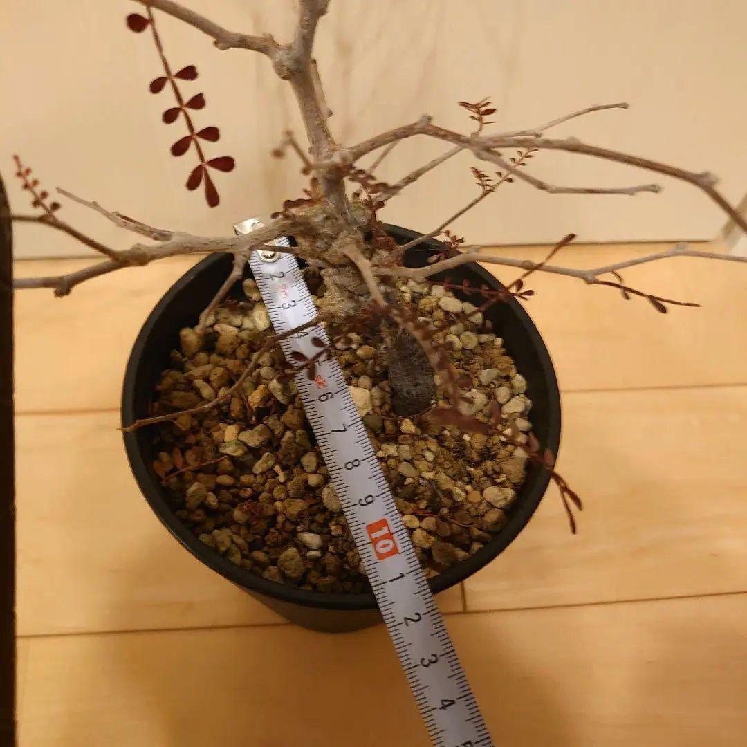 オペルクリカリア　パキプス　根ざし5年