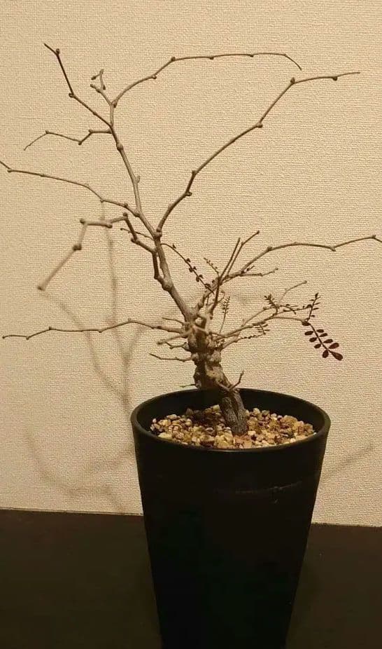 オペルクリカリア　パキプス　根ざし5年