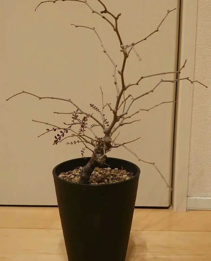 オペルクリカリア　パキプス　根ざし5年