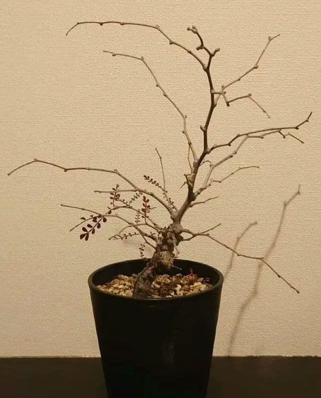 オペルクリカリア　パキプス　根ざし5年