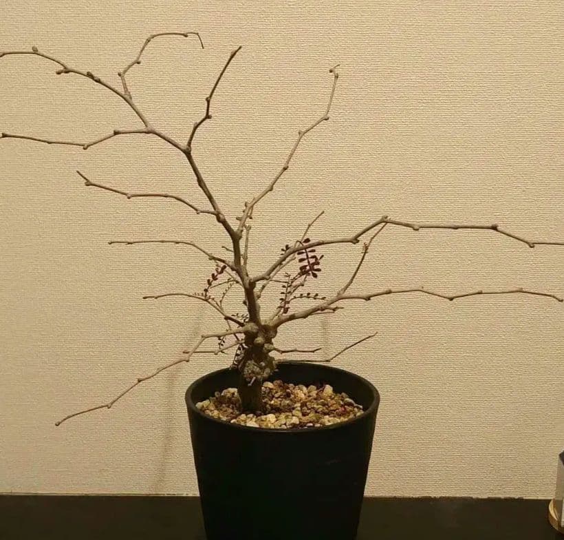 オペルクリカリア　パキプス　根ざし5年