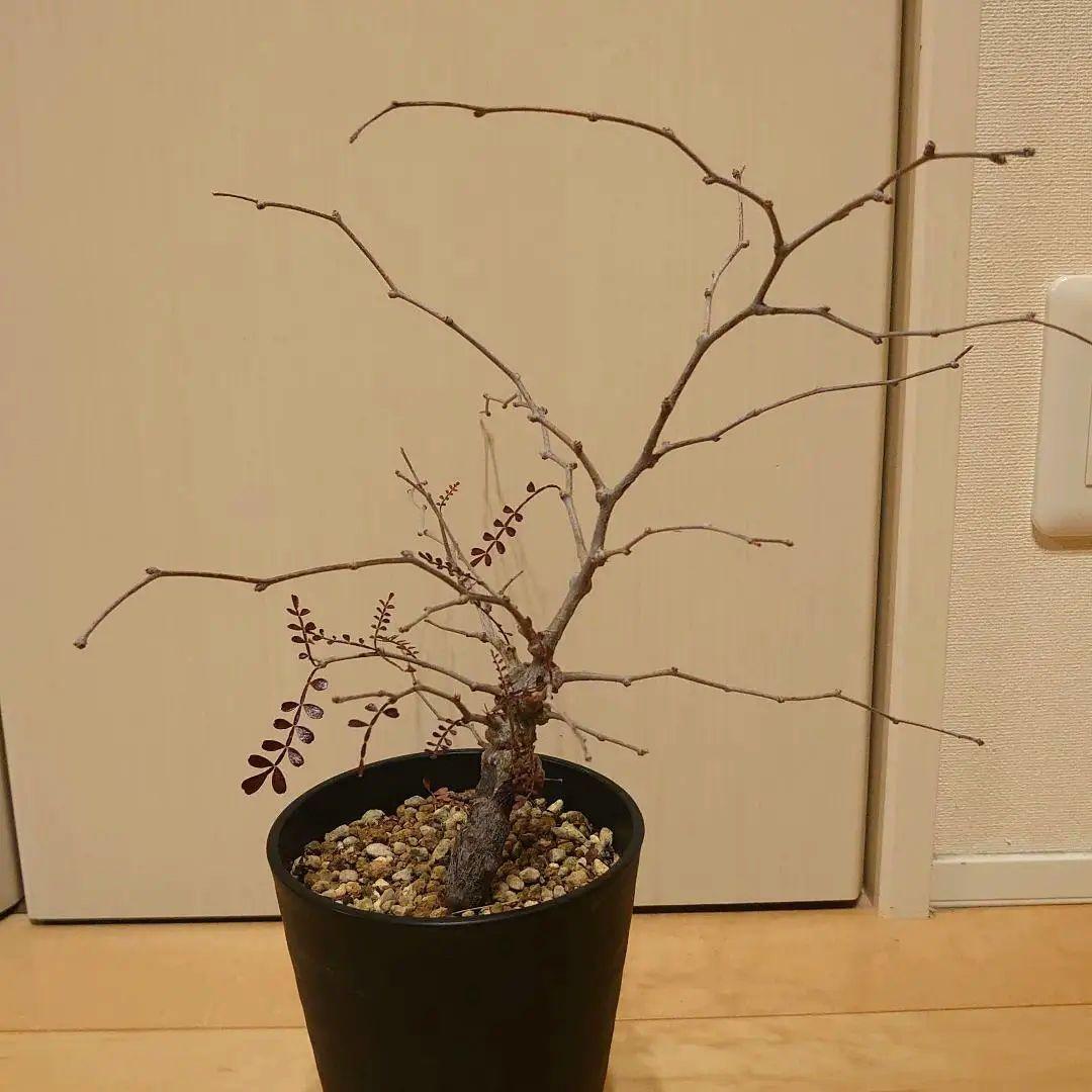 オペルクリカリア　パキプス　根ざし5年