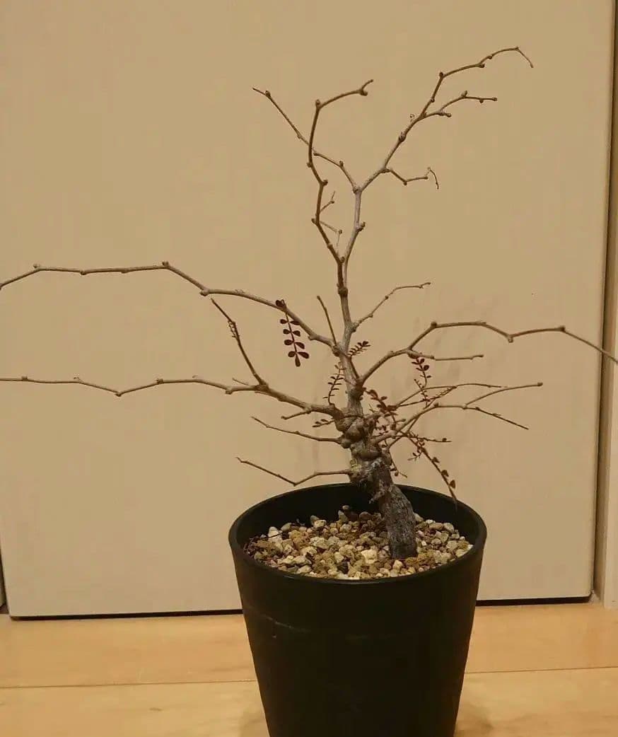 オペルクリカリア　パキプス　根ざし5年