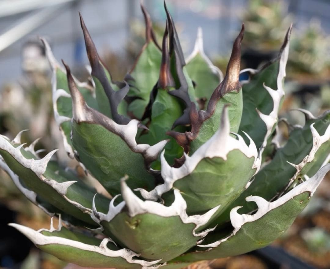 アガベ ハイブリッド キシロナカンサxチタノタ 子株販売 - メルカリ