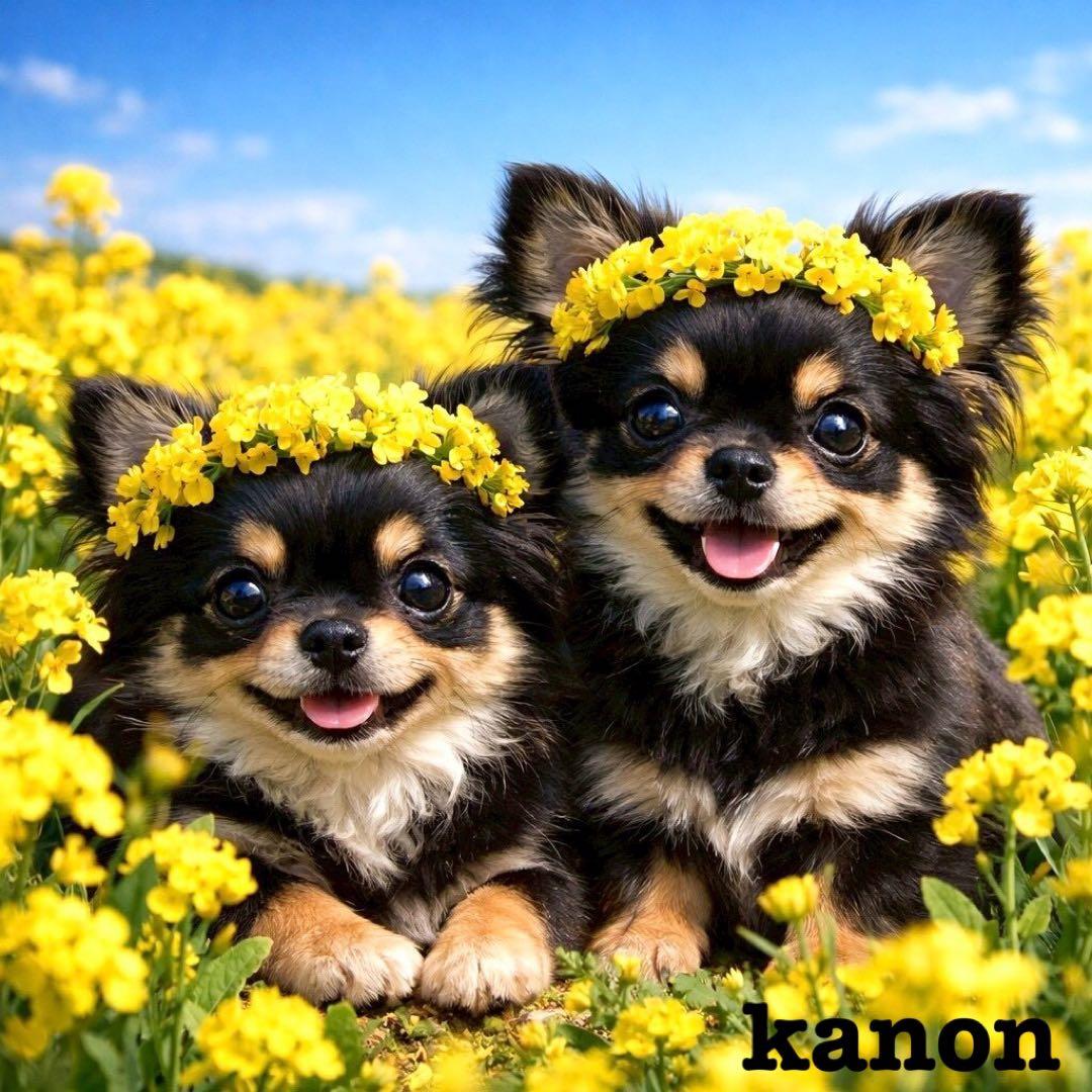 P484 パネル生地 チワワ プードル 18×18 6枚1セット - メルカリ